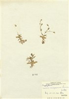 藏品(高山卷耳)的圖片